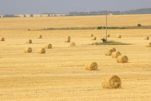 Haystacks in summer field harvesting background. Mid-simmer and autumn rural scene with hay bales and sky. . High quality photo