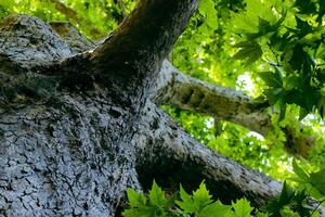 Looking up to an old tree and sunbeams through lush leaves. Summer chill background with old tree trunk and sun flare close up. High quality photo