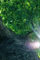Looking up to an old tree and sunbeams through lush leaves. Summer chill background with old tree trunk and sun flare close up. High quality photo