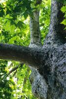 Looking up to an old tree and sunbeams through lush leaves. Summer chill background with old tree trunk and sun flare close up. High quality photo