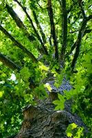 Looking up to an old tree and sunbeams through lush leaves. Summer chill background with old tree trunk and sun flare close up. High quality photo