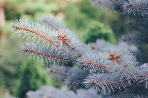 Blue European Fir tree close up. Fir tree branches nature background. Selective focus image. High quality photo