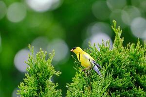 American goldfinch with a bokeh background of spring colors photo