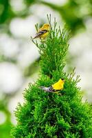 Two goldfinches perched with a bokeh background on a spring morning photo