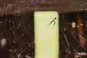 Orchard spider in the middle of it's web photo