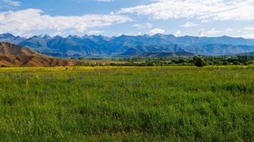 Vivid field of flowers with mountains under a cloudy sky photo