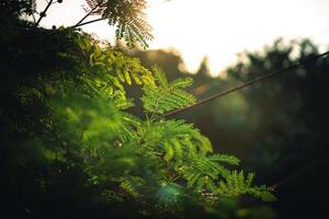 Green leaves in nature in summer,ecology wallpaper background photo