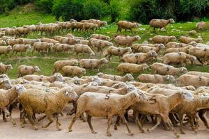 large flock of sheep with digit 5 moving along dusty dirt road in mountains to a pasture photo