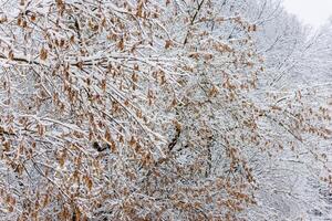 Snow covers the tree, creating a winter wonderland background photo