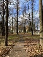 Panoramic view of the alleys in the Gorki Leninskiye Museum-Reserve in autumn photo
