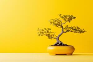 Miniature bonsai tree in a ceramic pot on a background with a copy space. photo