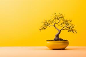 Miniature bonsai tree in a ceramic pot on a background with a copy space. photo