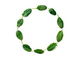 Pattern from baby spinach in round frame isolated photo