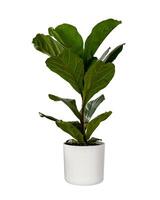 Ficus lyrata or fiddle leaf fig tree isolated photo