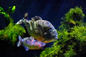 Red-bellied piranha red piranha photo