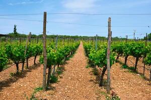 Wineyard with grape rows photo