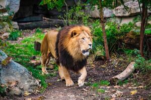 Lion in jungle forest in nature photo