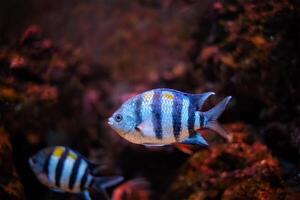 Indo-Pacific sergeant Abudefduf vaigiensis fish photo