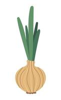 Onions with herbs. Stylized vegetable. Isolated illustration for your design vector