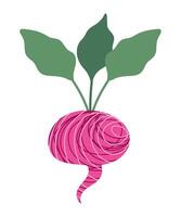 Radish with texture. Stylized vegetable. Isolated illustration for your design vector