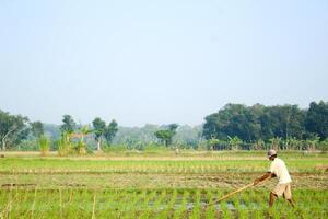 a farmer is planting rice in the traditional way without using machines and wearing traditional hats made from woven bamboo in the morning photo