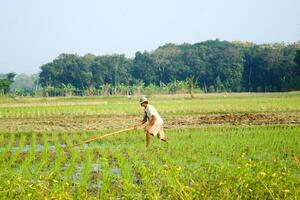 a farmer is planting rice in the traditional way without using machines and wearing traditional hats made from woven bamboo in the morning photo