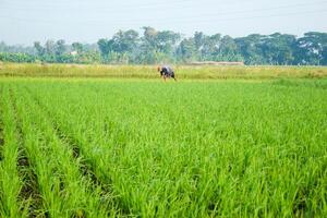 a farmer is planting rice in the traditional way without using machines and wearing traditional hats made from woven bamboo in the morning photo
