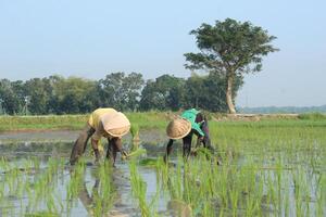 2 farmers are planting rice in the traditional way without using machines and wearing traditional hats made from woven bamboo in the morning photo