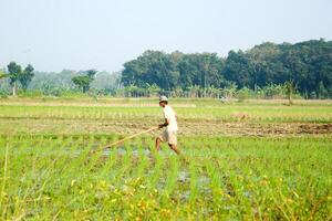 a farmer is planting rice in the traditional way without using machines and wearing traditional hats made from woven bamboo in the morning photo