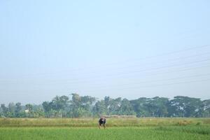 a farmer is planting rice in the traditional way without using machines and wearing traditional hats made from woven bamboo in the morning photo