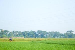 a farmer is planting rice in the traditional way without using machines and wearing traditional hats made from woven bamboo in the morning photo