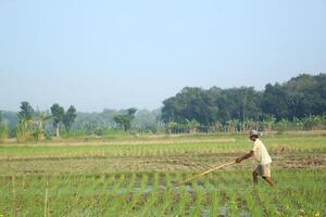 a farmer is planting rice in the traditional way without using machines and wearing traditional hats made from woven bamboo in the morning photo