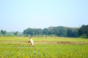 a farmer is planting rice in the traditional way without using machines and wearing traditional hats made from woven bamboo in the morning photo