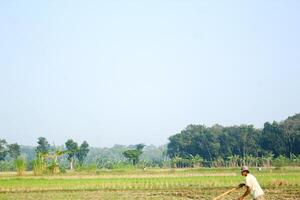 2 farmers are planting rice in the traditional way without using machines and wearing traditional hats made from woven bamboo in the morning photo