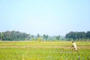 a farmer is planting rice in the traditional way without using machines and wearing traditional hats made from woven bamboo in the morning photo