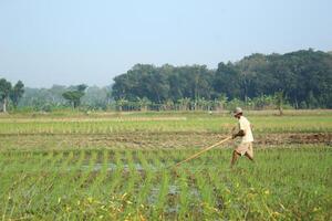 a farmer is planting rice in the traditional way without using machines and wearing traditional hats made from woven bamboo in the morning photo
