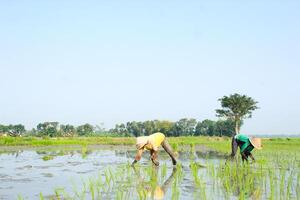 2 farmers are planting rice in the traditional way without using machines and wearing traditional hats made from woven bamboo in the morning photo