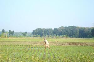 a farmer is planting rice in the traditional way without using machines and wearing traditional hats made from woven bamboo in the morning photo