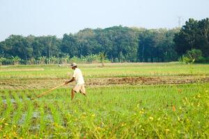 a farmer is planting rice in the traditional way without using machines and wearing traditional hats made from woven bamboo in the morning photo