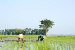 2 farmers are planting rice in the traditional way without using machines and wearing traditional hats made from woven bamboo in the morning photo