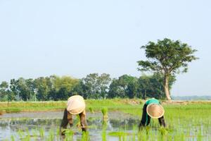 2 farmers are planting rice in the traditional way without using machines and wearing traditional hats made from woven bamboo in the morning photo