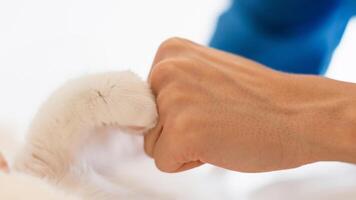 Veterinary Checkup. Cat And Veterinarian Doc Bumping Fists, Closeup Of Feline Paw And Doctor's Hand Symbolizing Friendship Between People And Animals On White Background. Panorama, Selective Focus photo