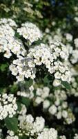Blooming bird cherry tree. Vertical of a blooming tree with small white flowers. Slow motion of branches fluttering in the wind. video