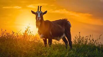 A goat is standing in a field with a sunset in the background. photo
