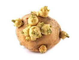 A potato with sprouts growing out of it is shown on a white background photo