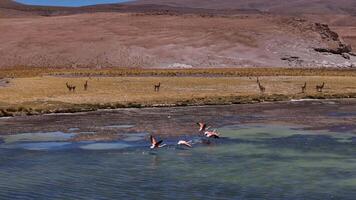 Aerial view of llamas on shore of Laguna Santa Rosa flock of pink flamingos on water Atacama Desert. Ojos del Salado volcano llamas grazing by Laguna Santa Rosa pink flamingos flock on water. video