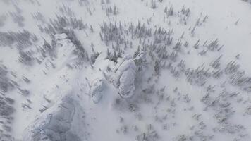 An aerial view of a freezing snowy forest with trees covered in snow video