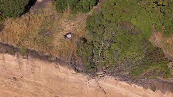 Aerial view of rocky ocean shore near Mar del Plata Argentina with birds Momotus flying. Rocky coast by Mar del Plata Argentina featuring birds Momotus in flight natural splendor of South America. video