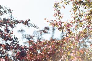 flowering branches of pink cherry in the garden against the sky. photo