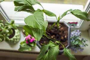 Home plants spathiphyllum on the windowsill by the window photo